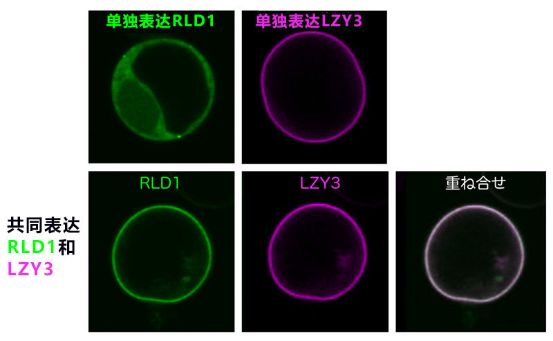 日中合作发现植物根部向地性信号传递新因子——生长素更多分配向重力侧