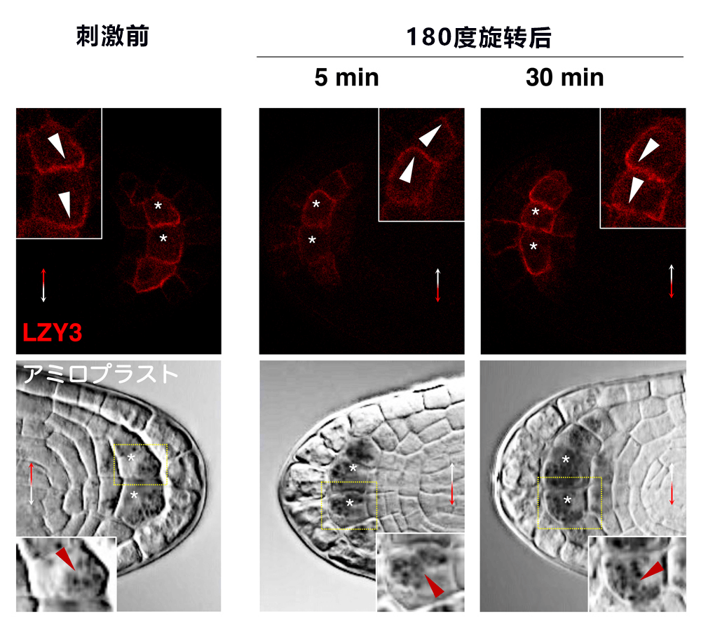 日中合作发现植物根部向地性信号传递新因子——生长素更多分配向重力侧