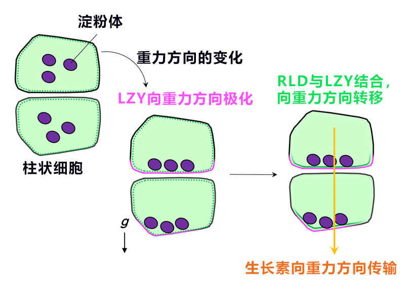 日中合作发现植物根部向地性信号传递新因子——生长素更多分配向重力侧