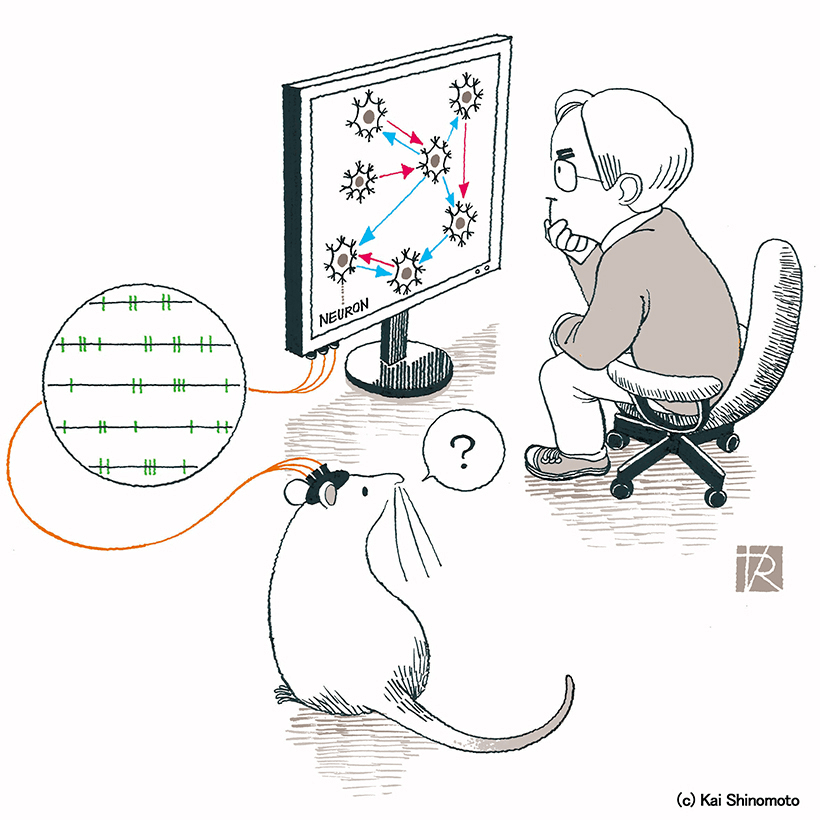 京都大学构建神经元回路探究新方法