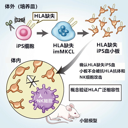 日本通过基因编辑成功制备“通用” iPS 细胞血小板