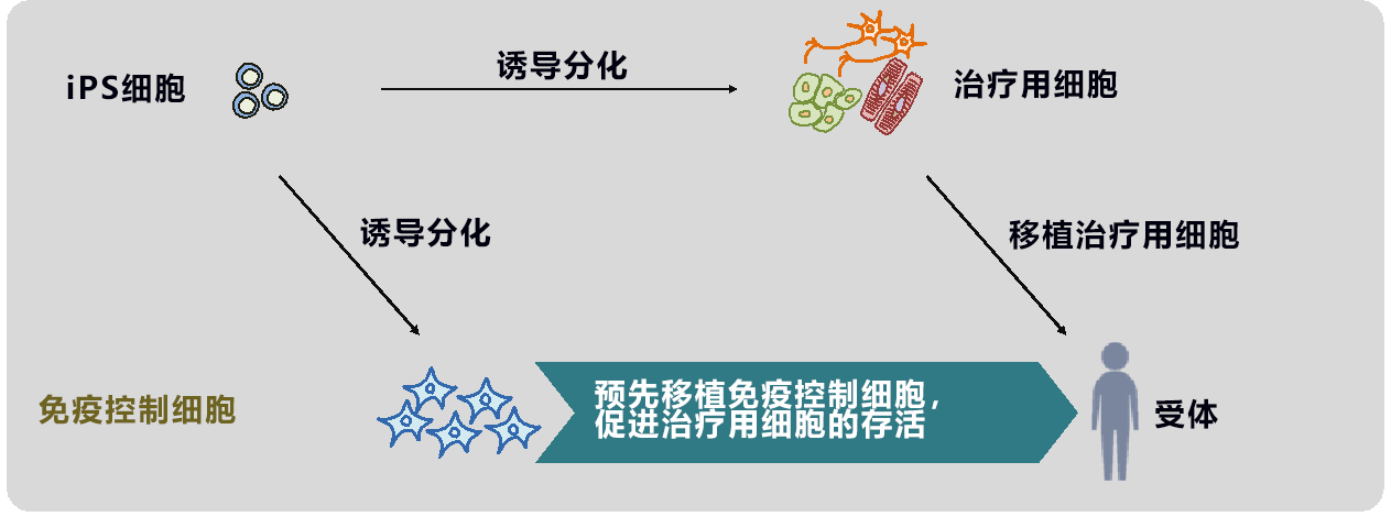 北海道大学开发出针对iPS细胞的新免疫控制法