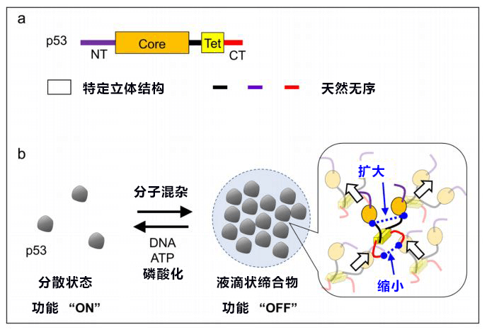 “抑癌蛋白新发现，有望查清抑癌机制