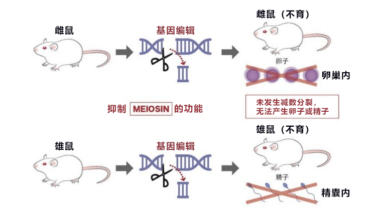 熊本大学发现不孕不育关联基因