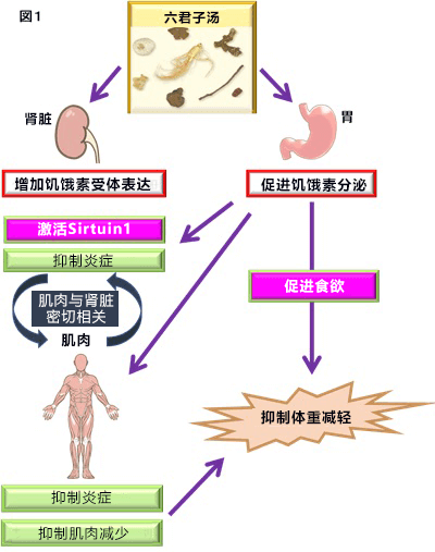 日本发现“六君子汤”能抑制慢性肾病引起的体重下降- 客观日本