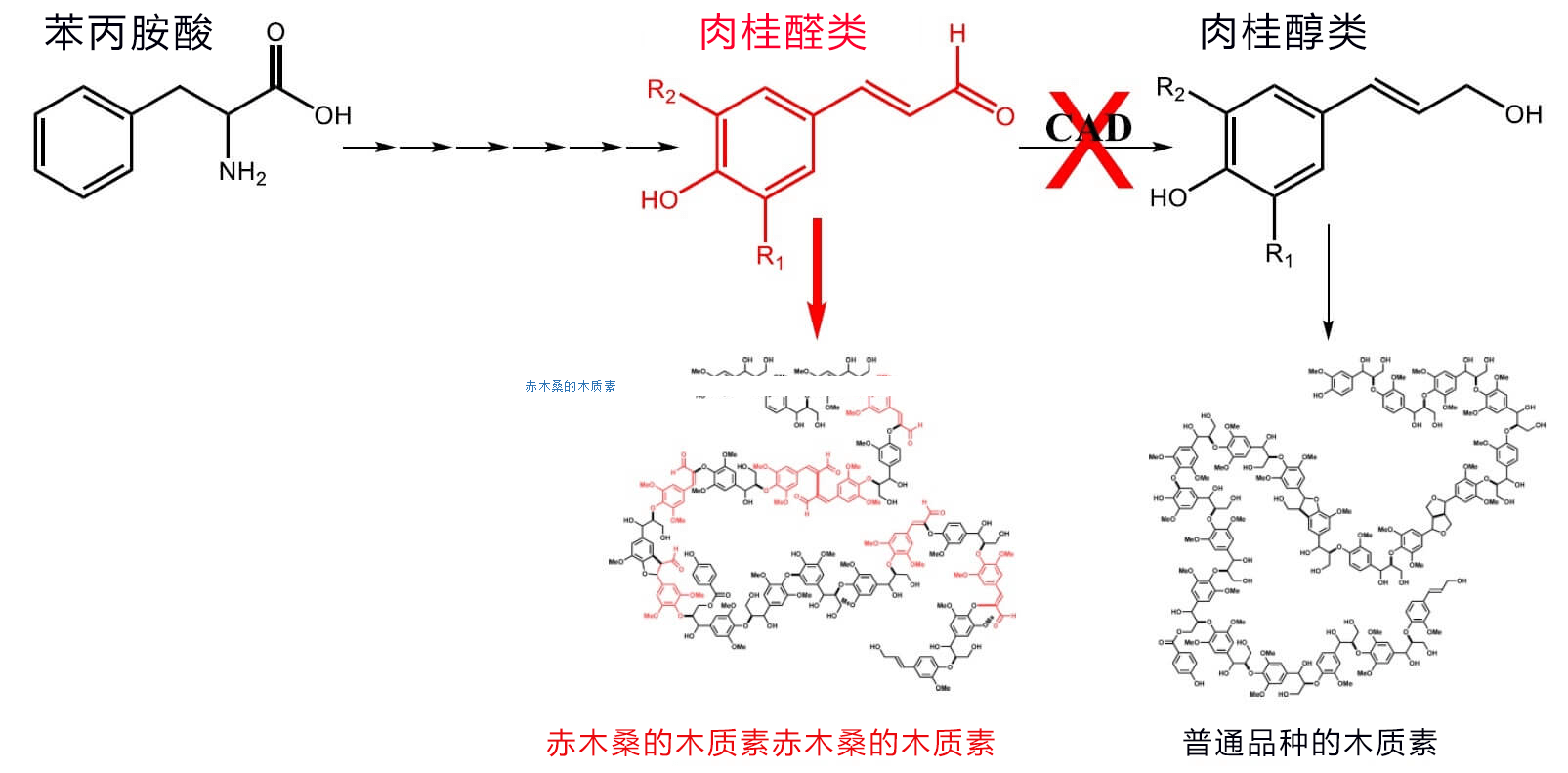 东京农工大学解密加工性优异的红桑树