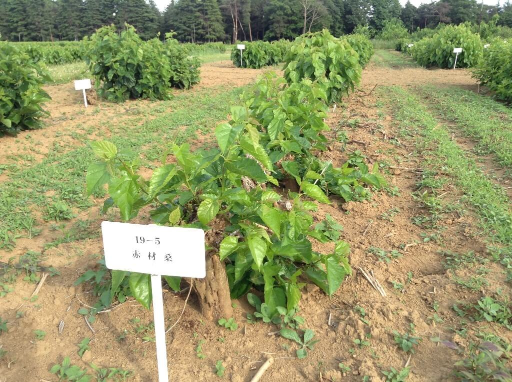 东京农工大学解密加工性优异的红桑树