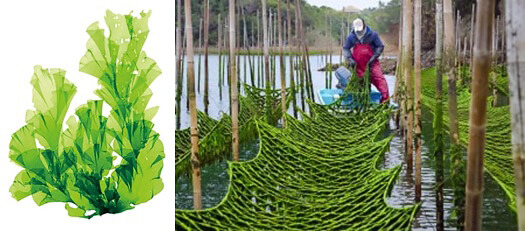 日本确认海藻“石莼”能抑制人类冠状病毒的繁殖，期待对新冠病毒也有效