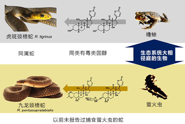 京都大学发现中国的九龙颈槽蛇能从萤火虫体内摄取毒液成分