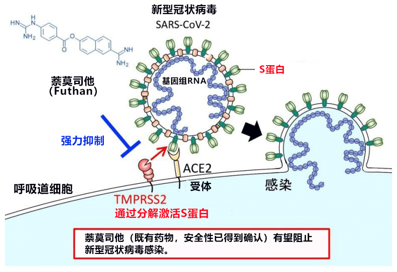 【新型肺炎】东京大学发现胰腺炎药物“萘莫司他”有可能阻止新型冠状病毒感染人体