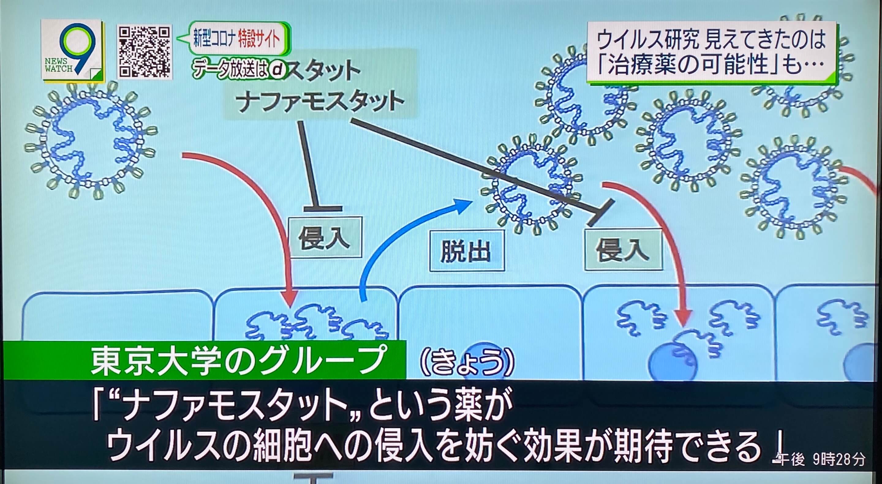 【新型肺炎】东京大学发现胰腺炎药物“萘莫司他”有可能阻止新型冠状病毒感染人体