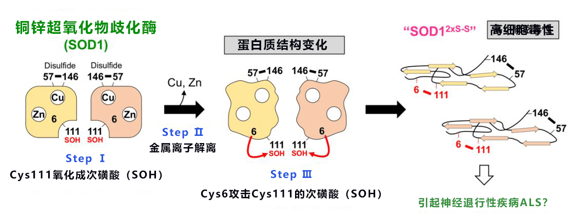 结构异常的SOD1在神经元中积累，会导致渐冻症