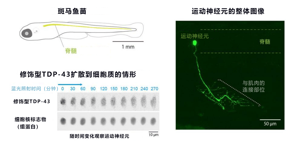 用光照射再现渐冻症，有望查清发病机制并开发新药