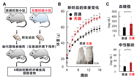 孕期多吃食物纤维促进胎儿代谢机能，出生后孩子不易肥胖