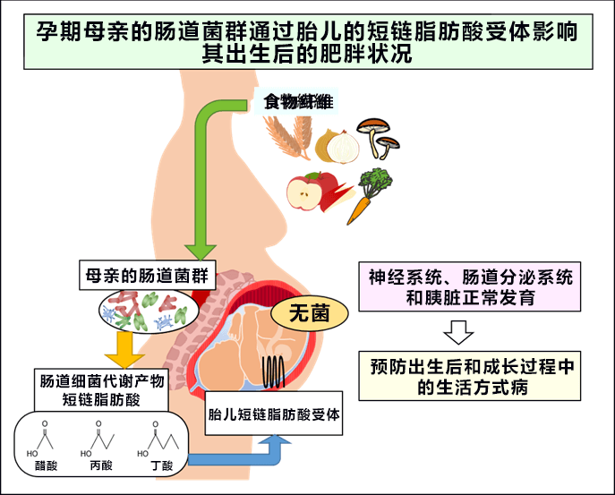 孕期多吃食物纤维促进胎儿代谢机能，出生后孩子不易肥胖