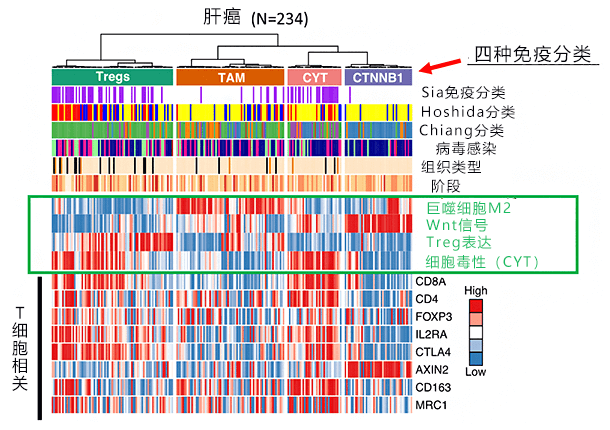 理研发现肝癌的免疫抑制机制,对肝癌进行免疫学分类