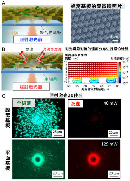 日本开发出利用光来高密度浓缩微生物活体的蜂窝基板