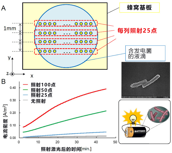 日本开发出利用光来高密度浓缩微生物活体的蜂窝基板
