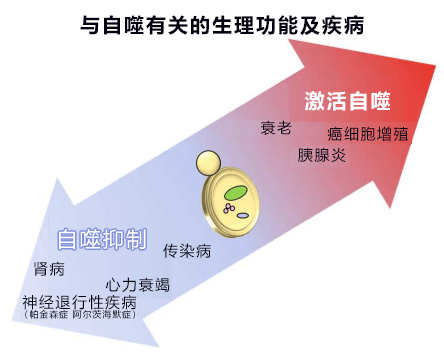 日本证明中药四逆散能防止细胞自我分解