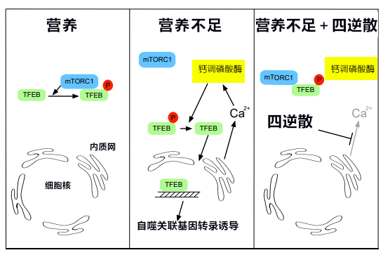 日本证明中药四逆散能防止细胞自我分解