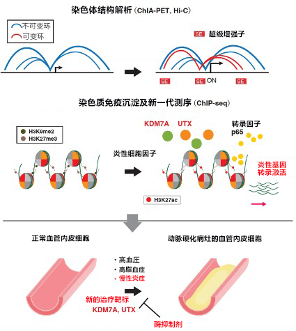 日美合作查清动脉硬化的炎症机制