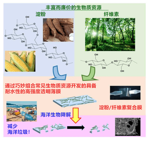 大阪大学用淀粉和纤维素开发出高强度高耐水性的海洋生物降解塑料