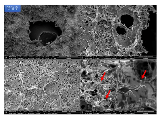 大阪大学用淀粉和纤维素开发出高强度高耐水性的海洋生物降解塑料