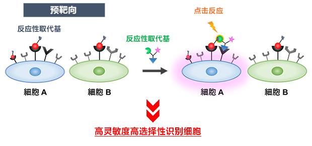 理研开发出类似指纹认证的癌症标记技术,有望开发体内癌组织的新诊断方法
