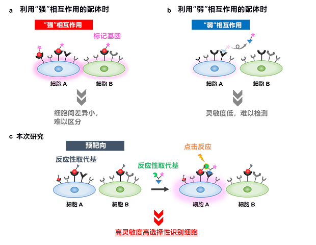 理研开发出类似指纹认证的癌症标记技术,有望开发体内癌组织的新诊断方法