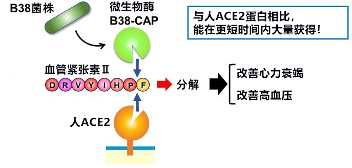 日本发现与新冠病毒受体ACE2同功效的微生物酶B38-CAP,世界遗产白神山地微生物分泌的酶有望成药品