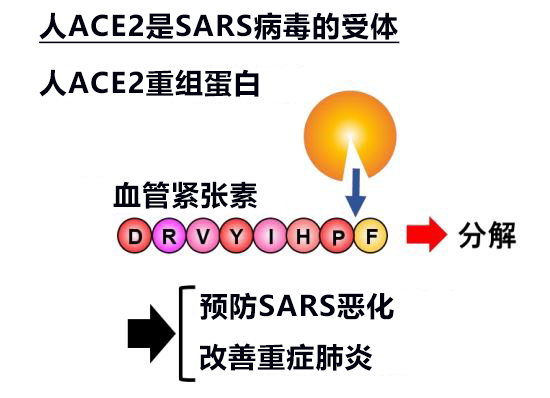 日本发现与新冠病毒受体ACE2同功效的微生物酶B38-CAP，世界遗产白神山地微生物分泌的酶有望成药品