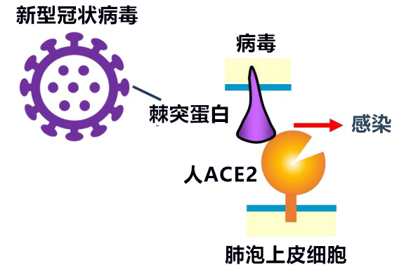 日本发现与新冠病毒受体ACE2同功效的微生物酶B38-CAP,世界遗产白神山地微生物分泌的酶有望成药品