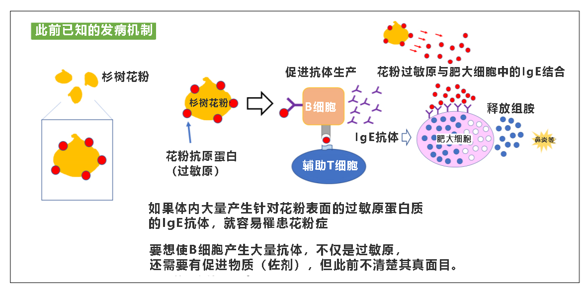 症 花粉 日本花粉症的「花粉」來自哪朵花？一起來補充日本冷知識