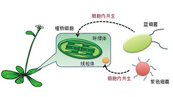 科学研究 - 东工大等发现光合作用的光反应和暗反应均由钙离子浓度控制 - 客观日本