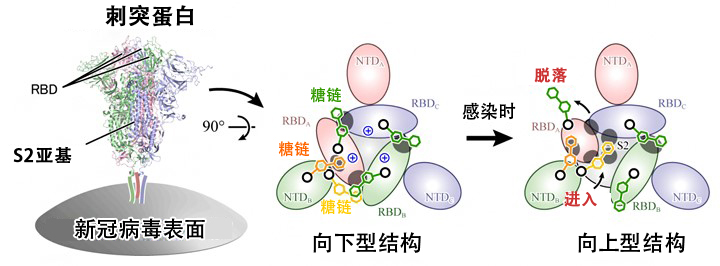 富岳 明确新冠病毒如何入侵细胞的分子机制 客观日本