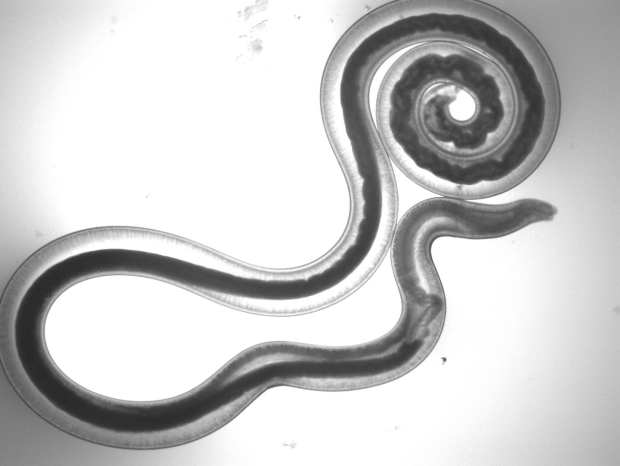 大线虫 - 微生物镜检 - 污托邦社区