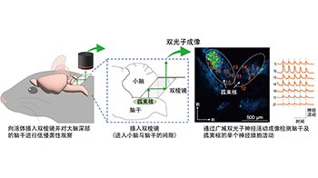 科学研究 - 日本生理研开发出大脑深部孤束核活体成像法，为精神疾病治疗开辟道路 - 客观日本