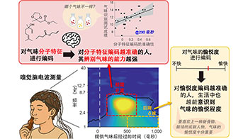 科学研究 - 东京大学:嗅闻气味后随即的脑活动决定气味辨别能力 - 客观日本
