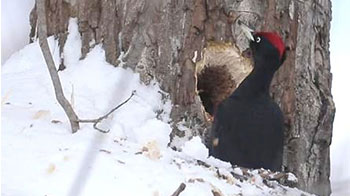 B6312 東地滄厓【書額 啄木歌】