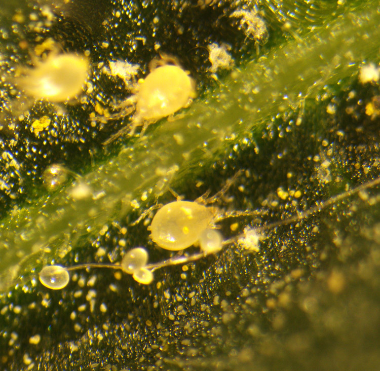 title