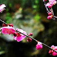 俳句的汉译之一 春天的俳句 沈桐 客观日本