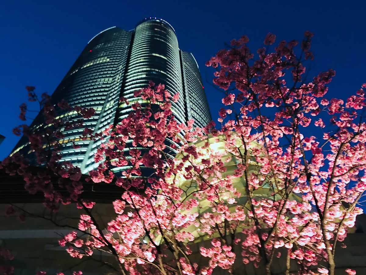 六本木新城大厦下的夜樱（照片：三菱综合研究所）