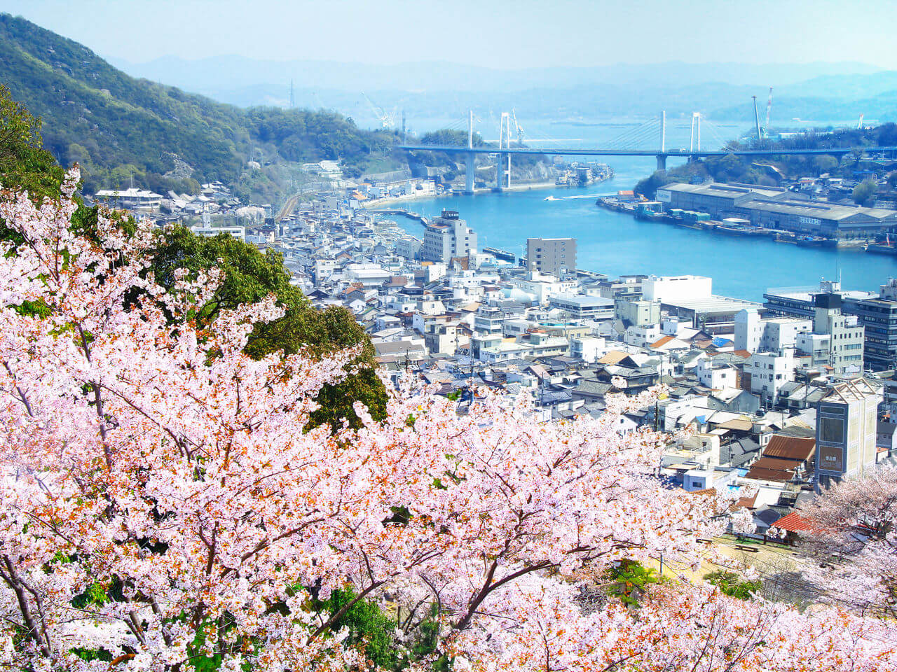 广岛县尾道市千光寺:山城的樱花和巨石名胜