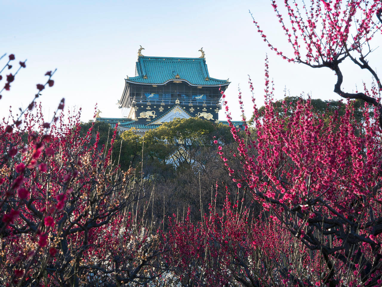 大阪城公园:关西著名赏樱胜地,3000株樱花齐放