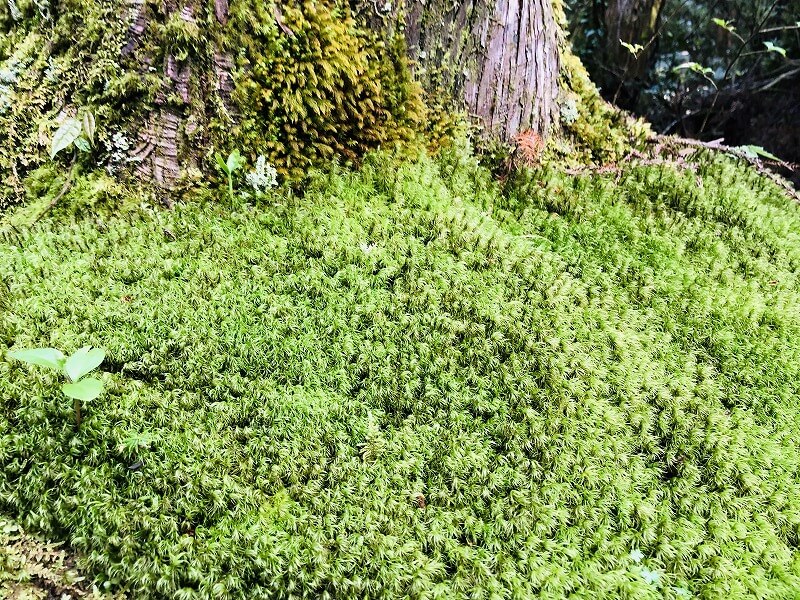两天半玩遍屋久岛 探访自然遗产,感受大自然魅力