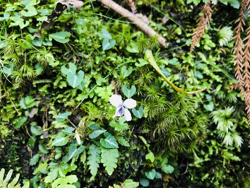 两天半玩遍屋久岛 探访自然遗产，感受大自然魅力