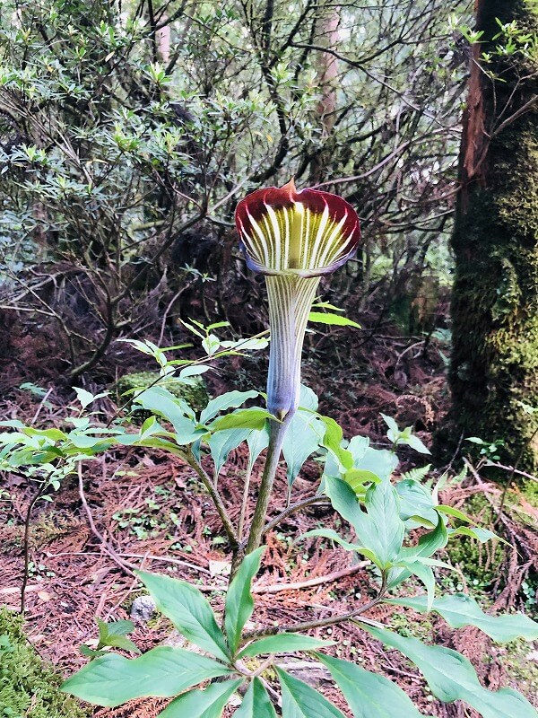 两天半玩遍屋久岛 探访自然遗产，感受大自然魅力