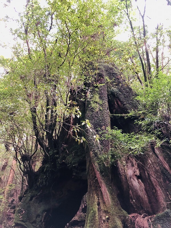 两天半玩遍屋久岛 探访自然遗产，感受大自然魅力