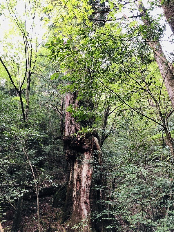 两天半玩遍屋久岛 探访自然遗产，感受大自然魅力