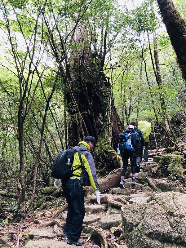 两天半玩遍屋久岛 探访自然遗产,感受大自然魅力